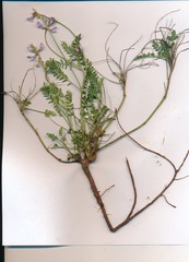 Astragalus distortus