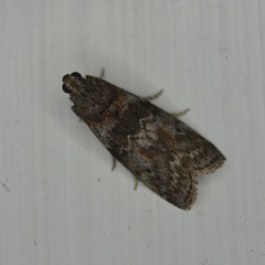 Sciota subcaesiella