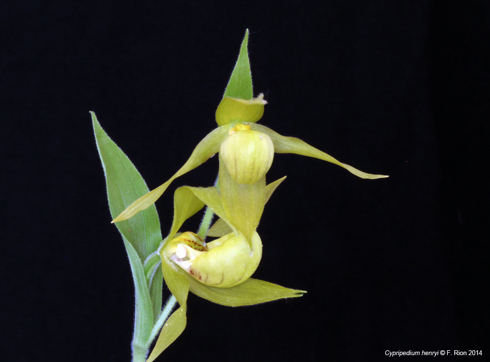 Henry's lady's slipper