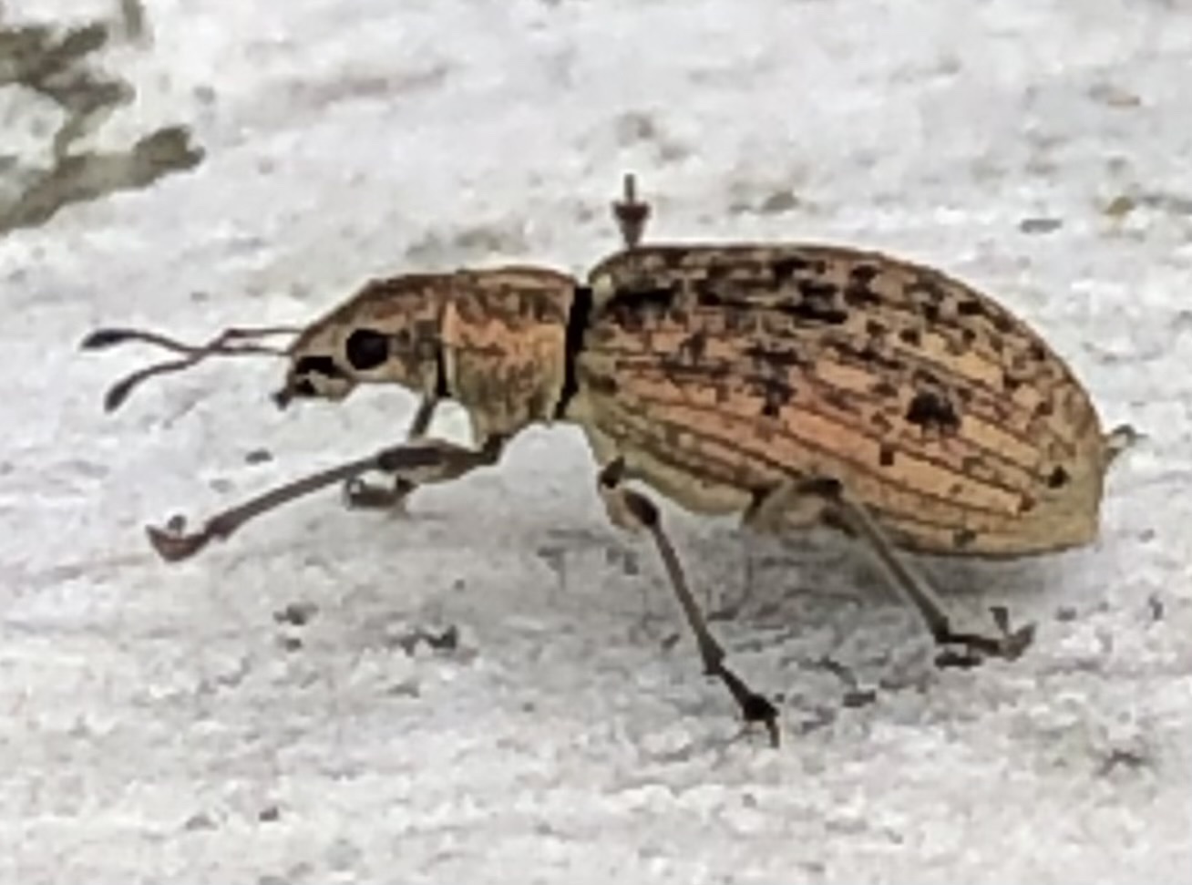 Polydrusus cervinus