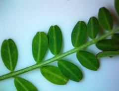 Astragalus distortus