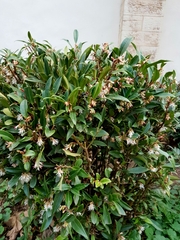 Sarcococca