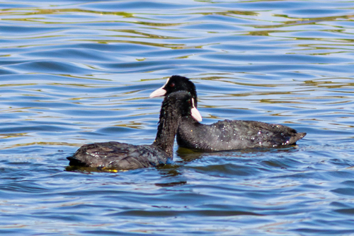 Avistamiento Fulica atra