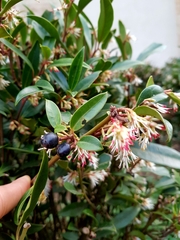Sarcococca