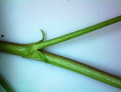 Astragalus distortus