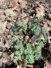 Corydalis flavula