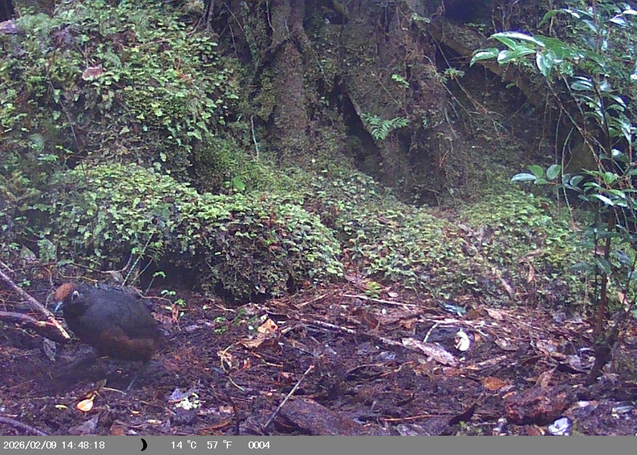 Black-throated Huet-huet (Pteroptochos tarnii), photo 6