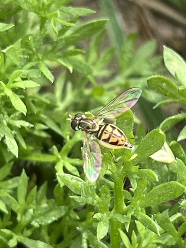 Unknown species found near Rice Military, Houston, TX, USA