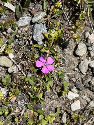 Glacier Pink (Dianthus glacialis)