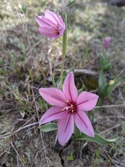Fritillaria pluriflora