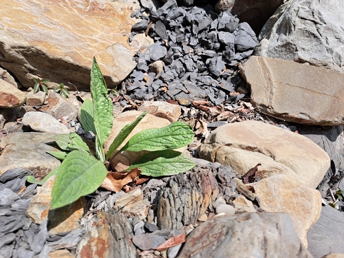 Ceylon Forget Me Not (Cynoglossum zeylanicum)