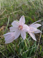 Fritillaria pluriflora