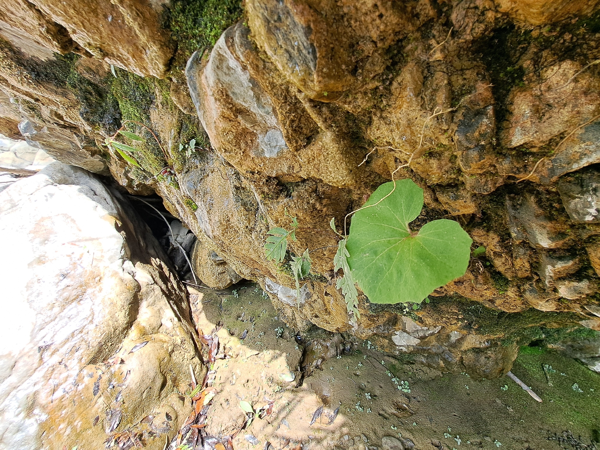 Petasites formosanus