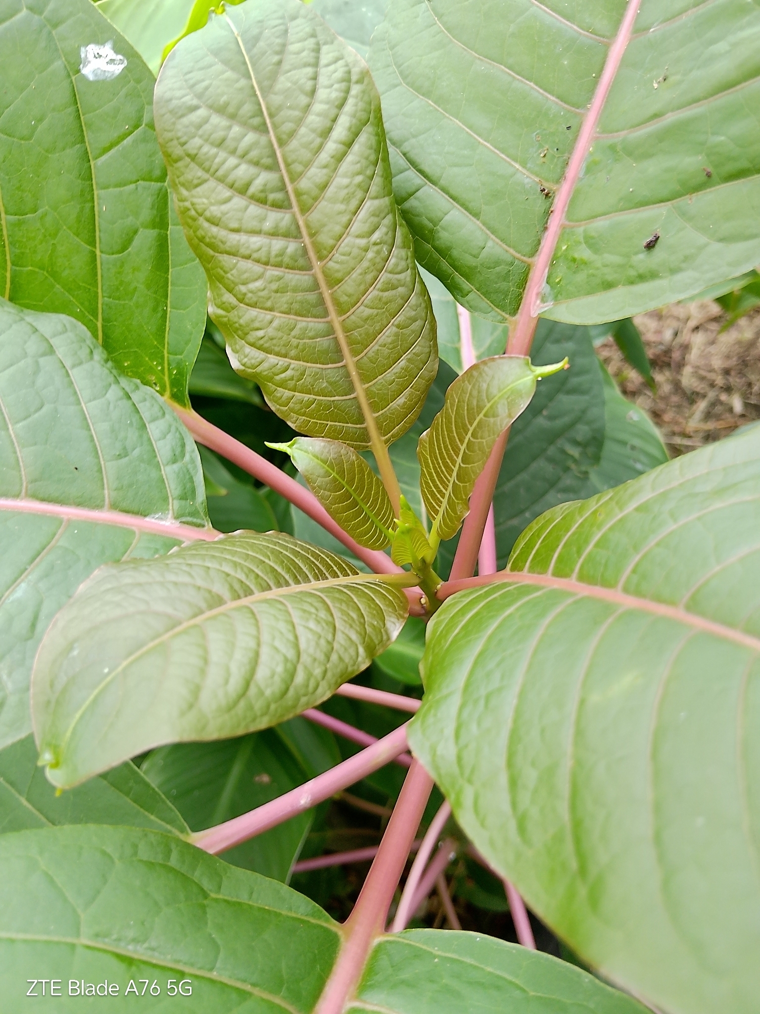 Ombu (Phytolacca dioica)
