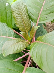 Ombu (Phytolacca dioica)
