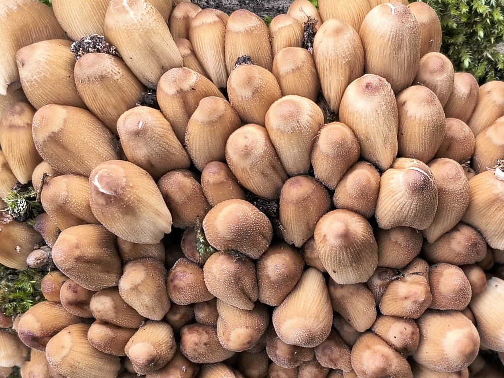 Coprinellus micaceus · March 2026 · photo: © adesills (iNaturalist, cc-by)