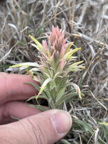 Downy Painted-cup (Castilleja sessiliflora)