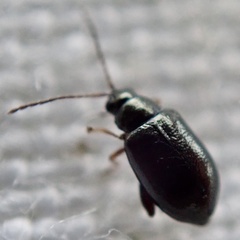 Aphthona