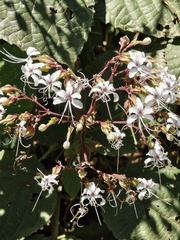 Clerodendrum infortunatum, photograph (c) P Jeganathan, some rights reserved (CC BY)