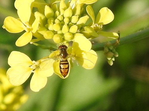 Unknown species found near Fort Worth, TX, USA