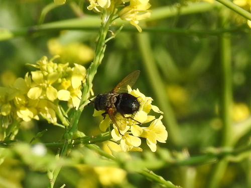 Unknown species found near Fort Worth, TX, USA