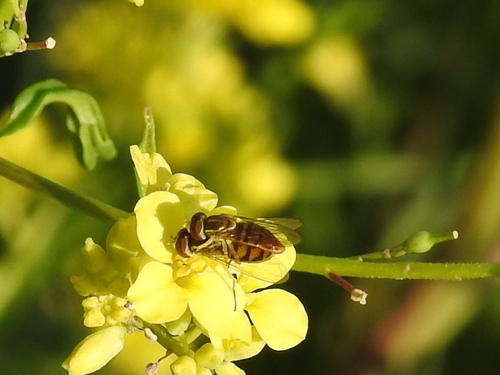Unknown species found near Fort Worth, TX, USA
