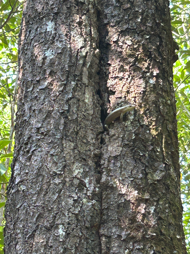 Tytler's Mabuya, Eutropis tytleri