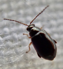 Aphthona