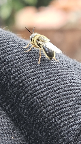 Unknown species found near Salisbury, MD 21804, USA