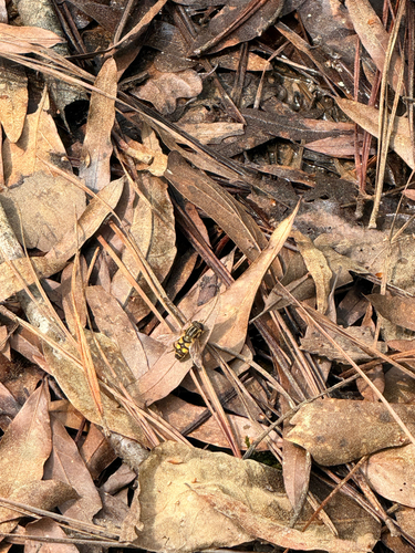Unknown species found near Rome, GA, US