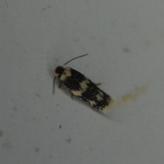 Nepticuloidea