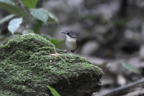 Short-tailed Babbler (Pellorneum malaccense), photo 10