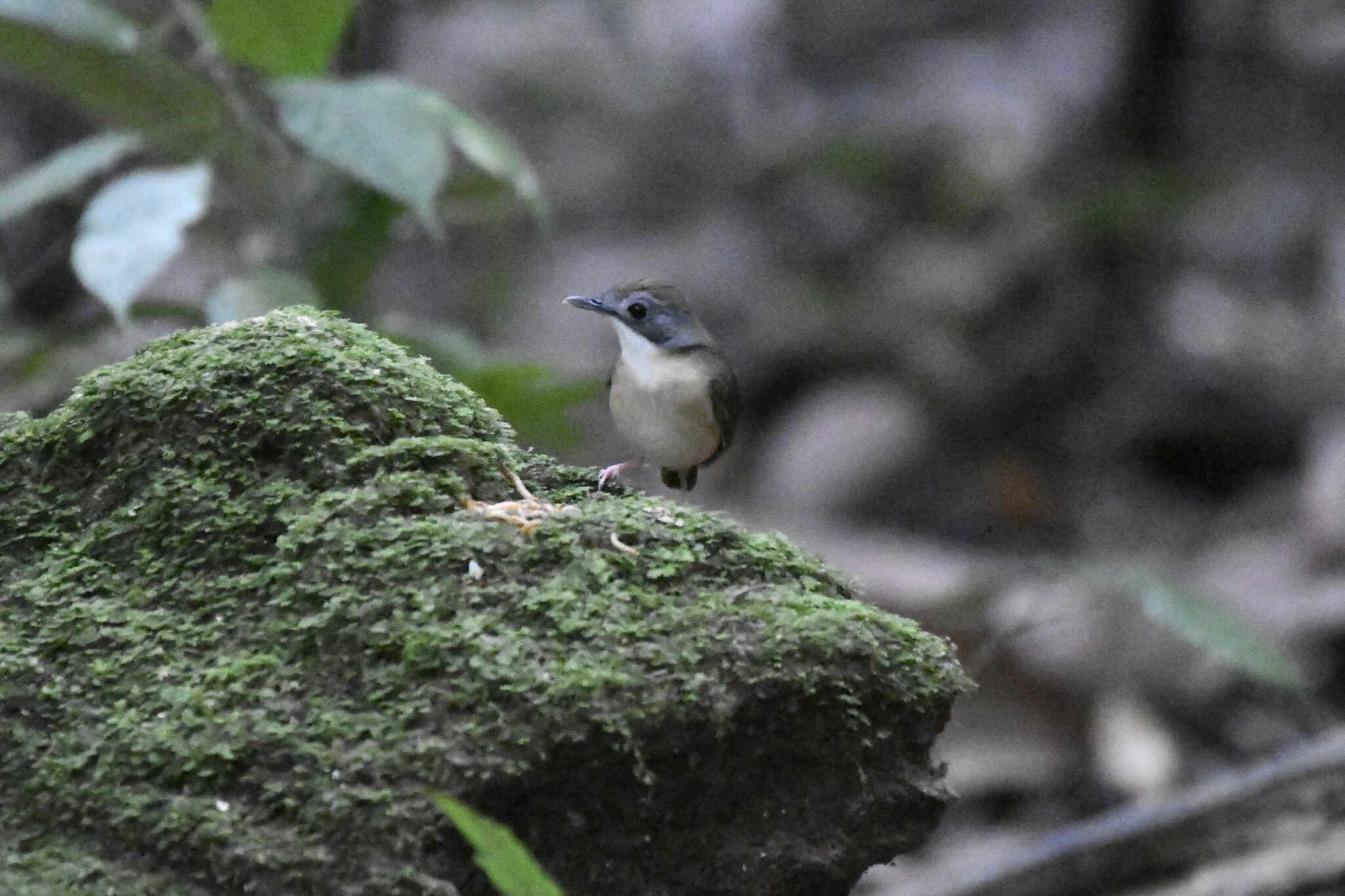 Short-tailed Babbler (Pellorneum malaccense), photo 1