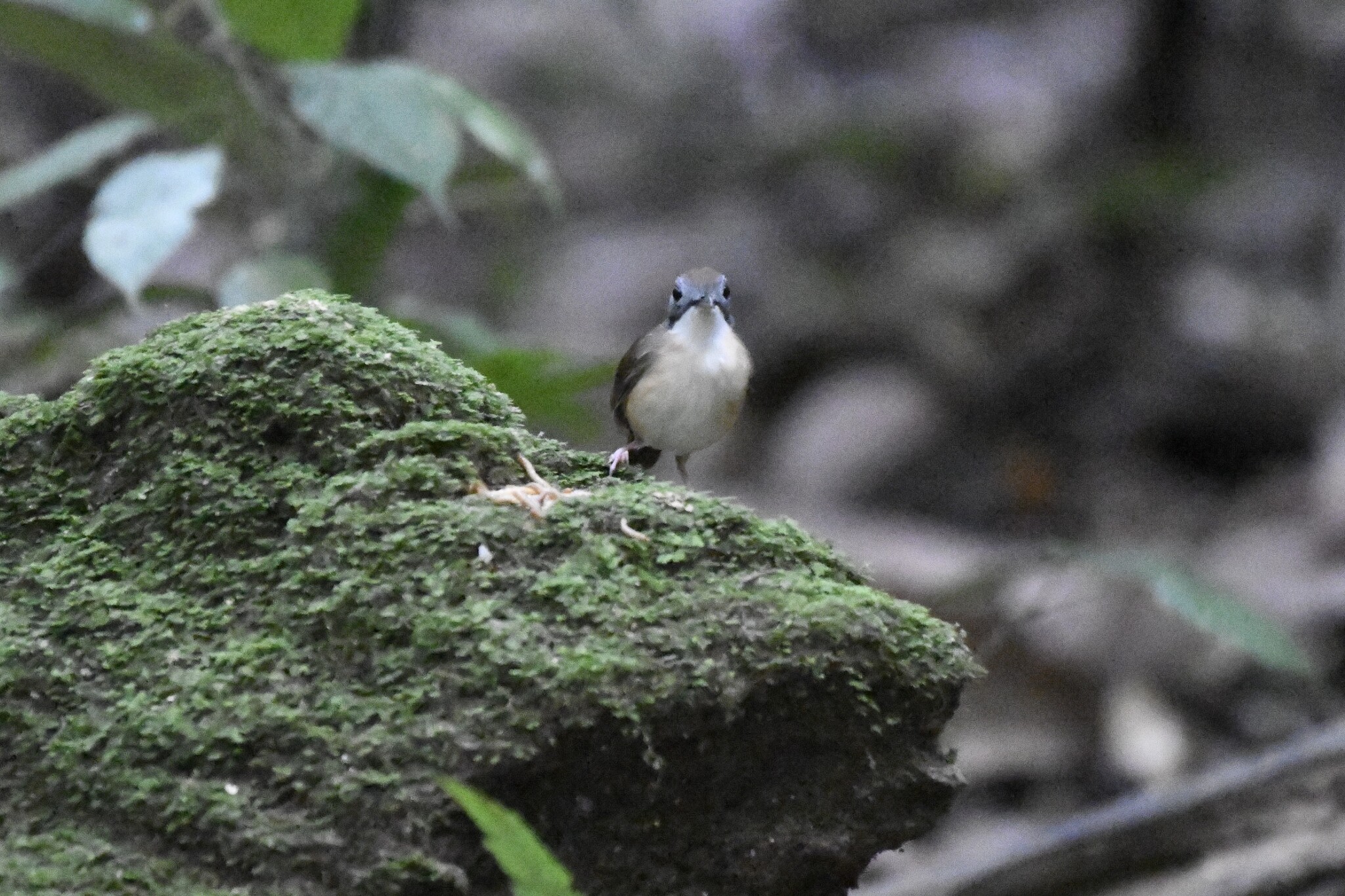 Short-tailed Babbler (Pellorneum malaccense), photo 2