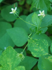 Geum canadense camporum