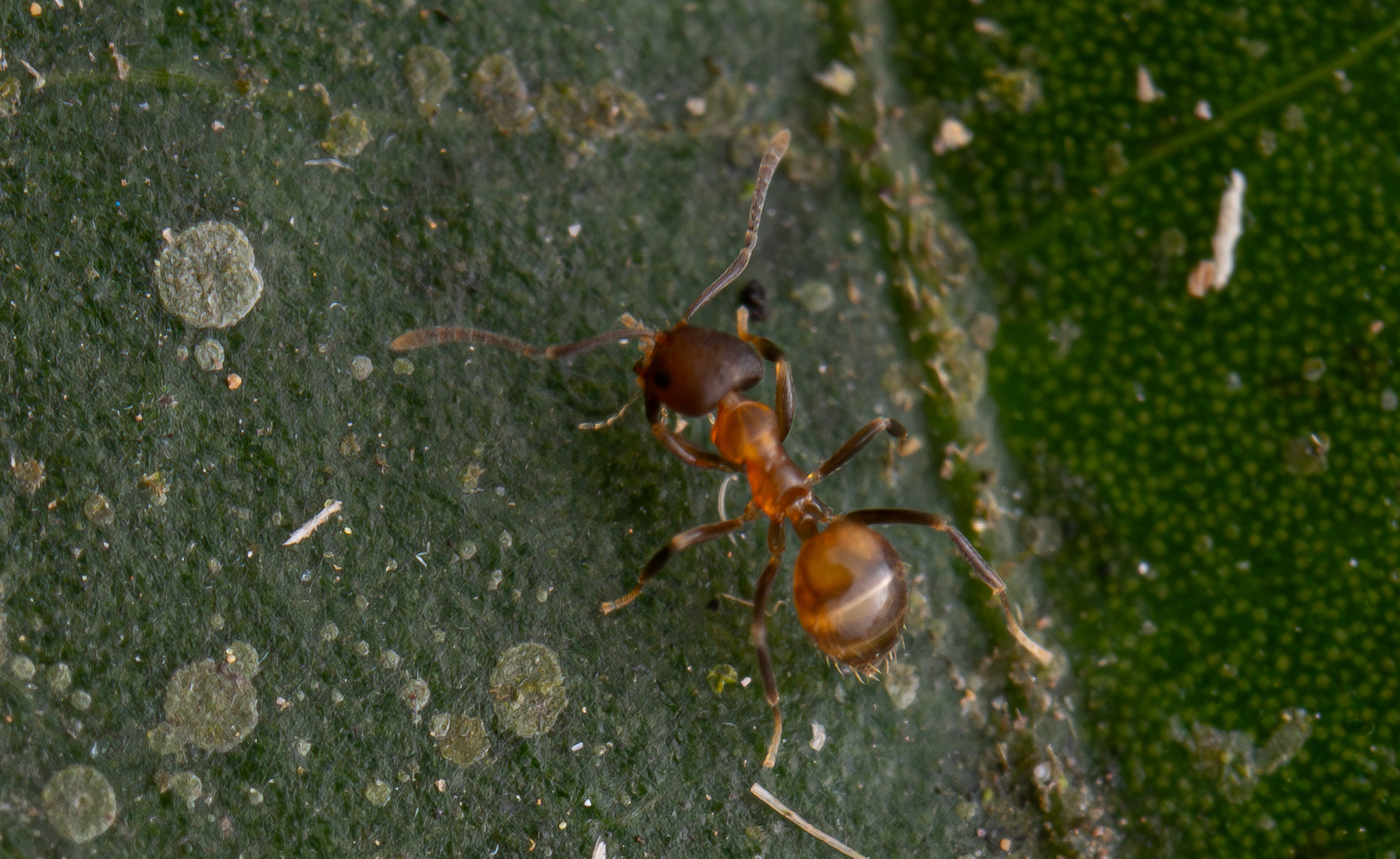 Brachymyrmex santschii