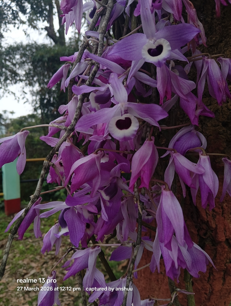 Dendrobium lituiflorum Lindl. 3