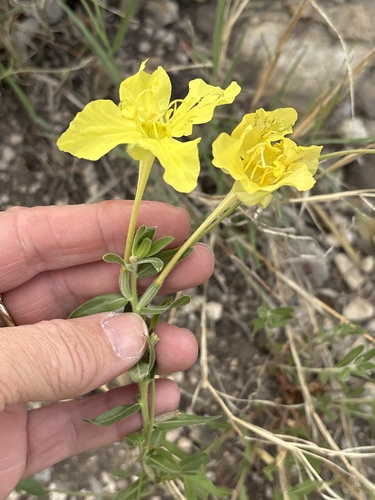 Hartweg's Sundrops (Oenothera hartwegii)