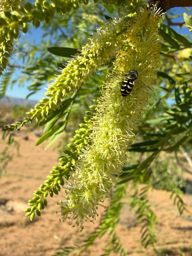 Unknown species found near Rice Rd, Joshua Tree, CA, US