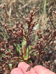 Limonium californicum