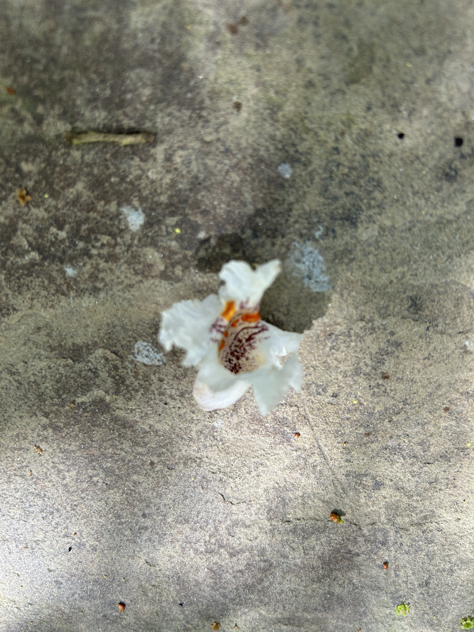 Imagem de catalpa
