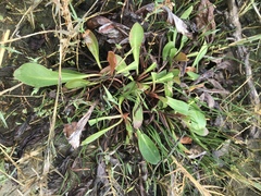 Limonium californicum
