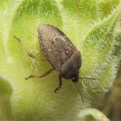 Hymenarcys nervosa