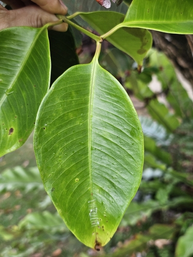 Syzygium grande observed 2026-02-14