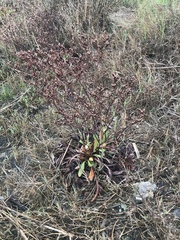 Limonium californicum