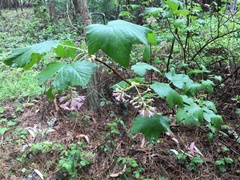 Ribes sanguineum glutinosum