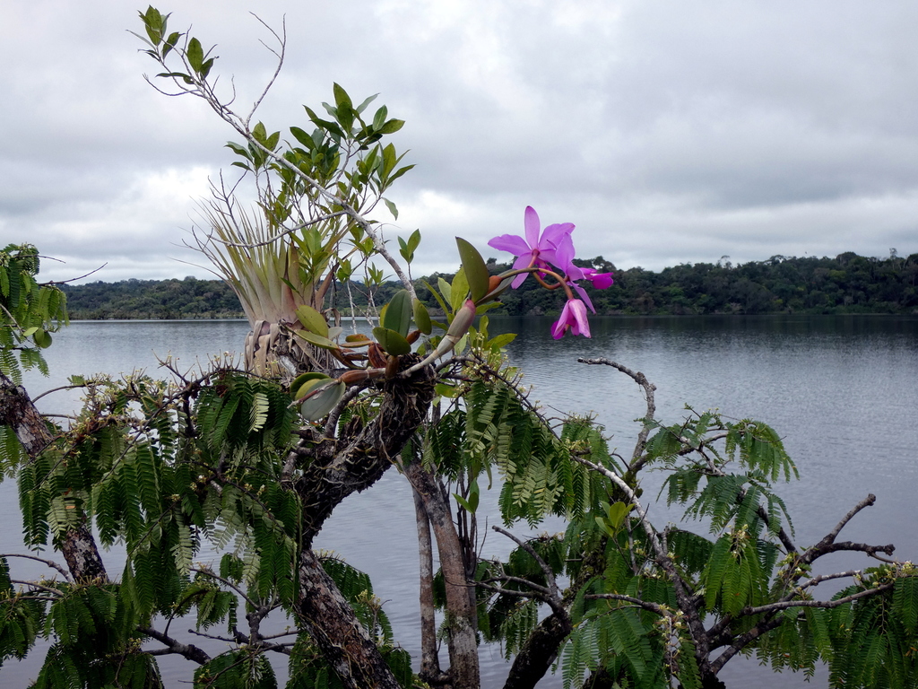 Cattleya violacea