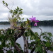 Cattleya — photo 3