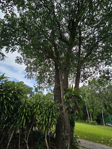 Syzygium grande observed 2026-02-14