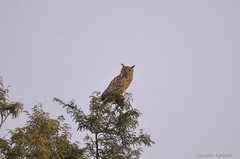 Bubo bengalensis